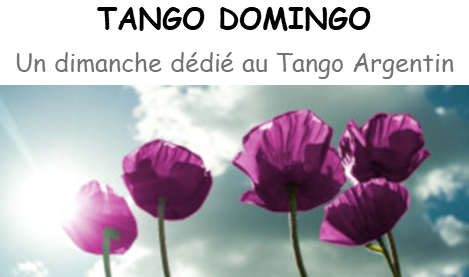 5 Coquelicots mauves pour page d'acceuil